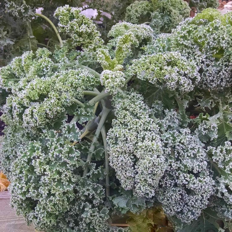 Heavy frost on kale leaves.