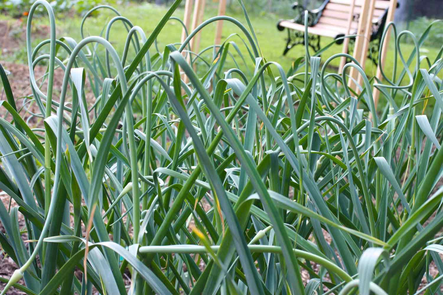 Garlic garden with garlic scapes bent. up and over.