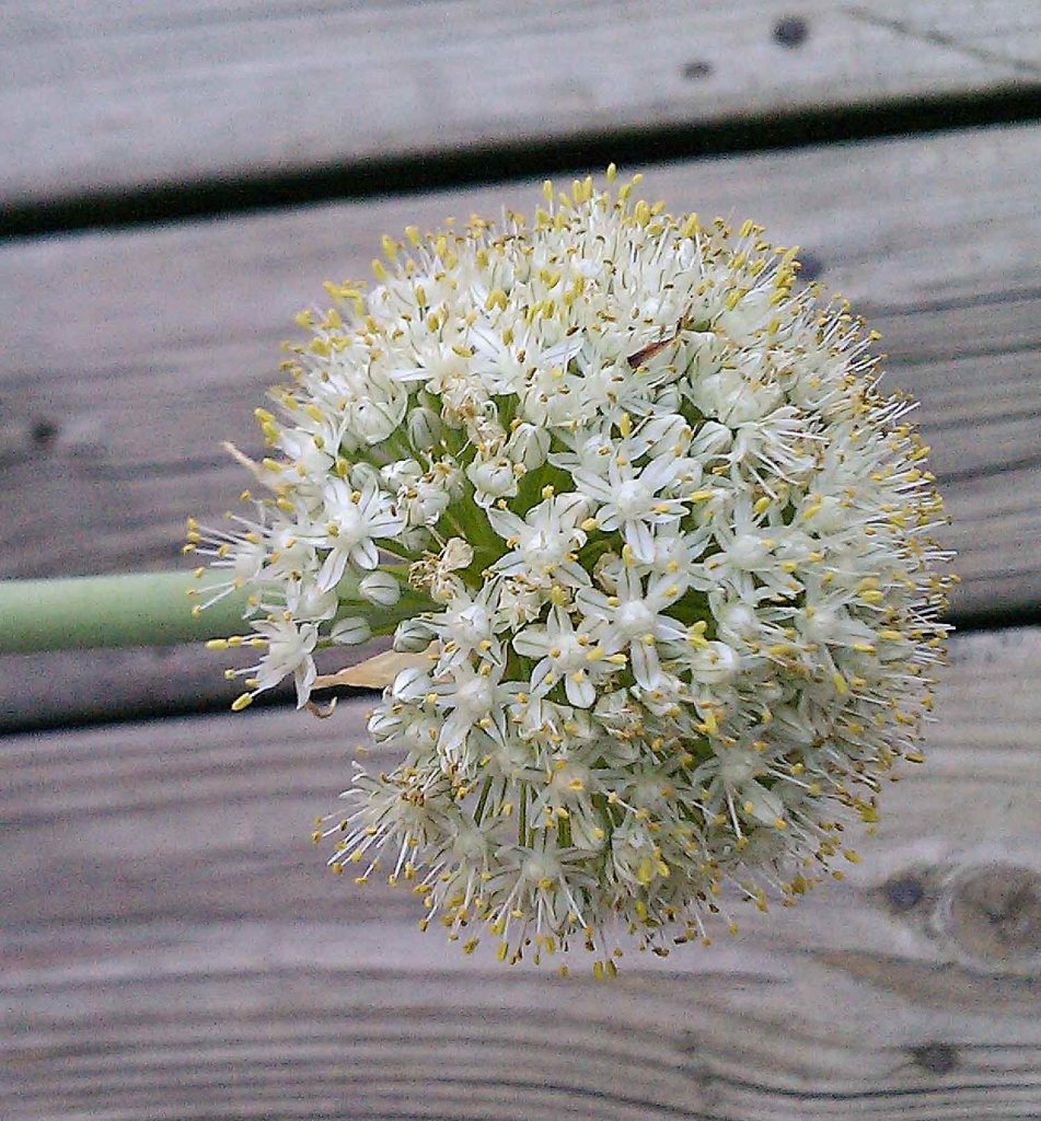 Garlic Scapes How to Harvest and Use Them
