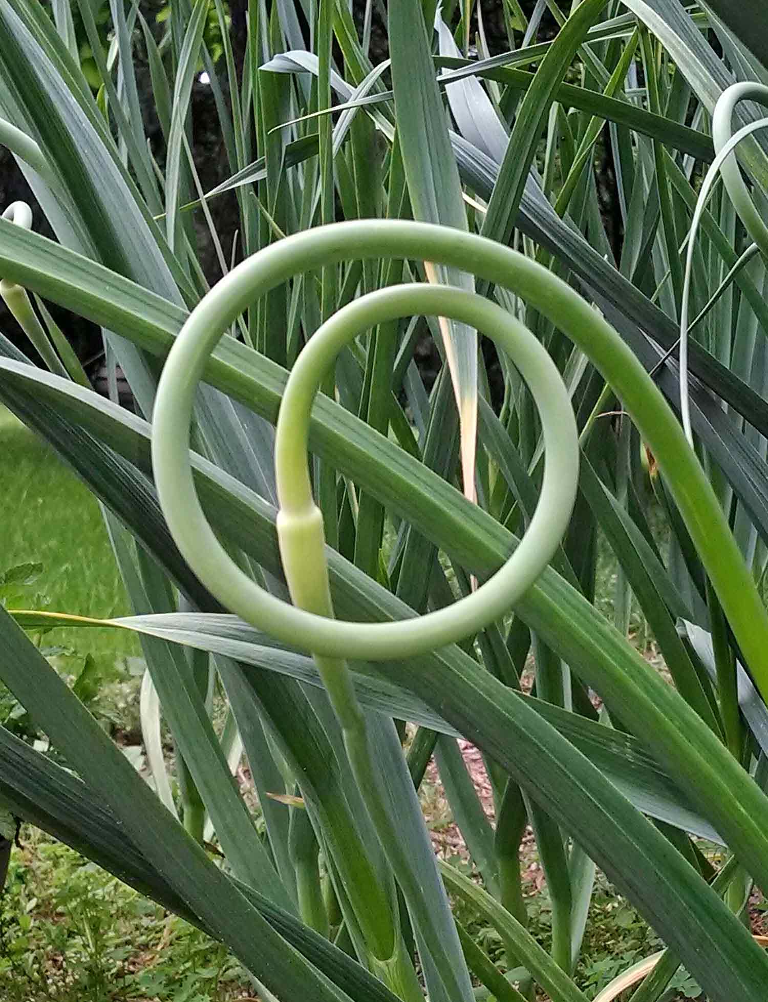 A curly garlic scape in the garlic bed.