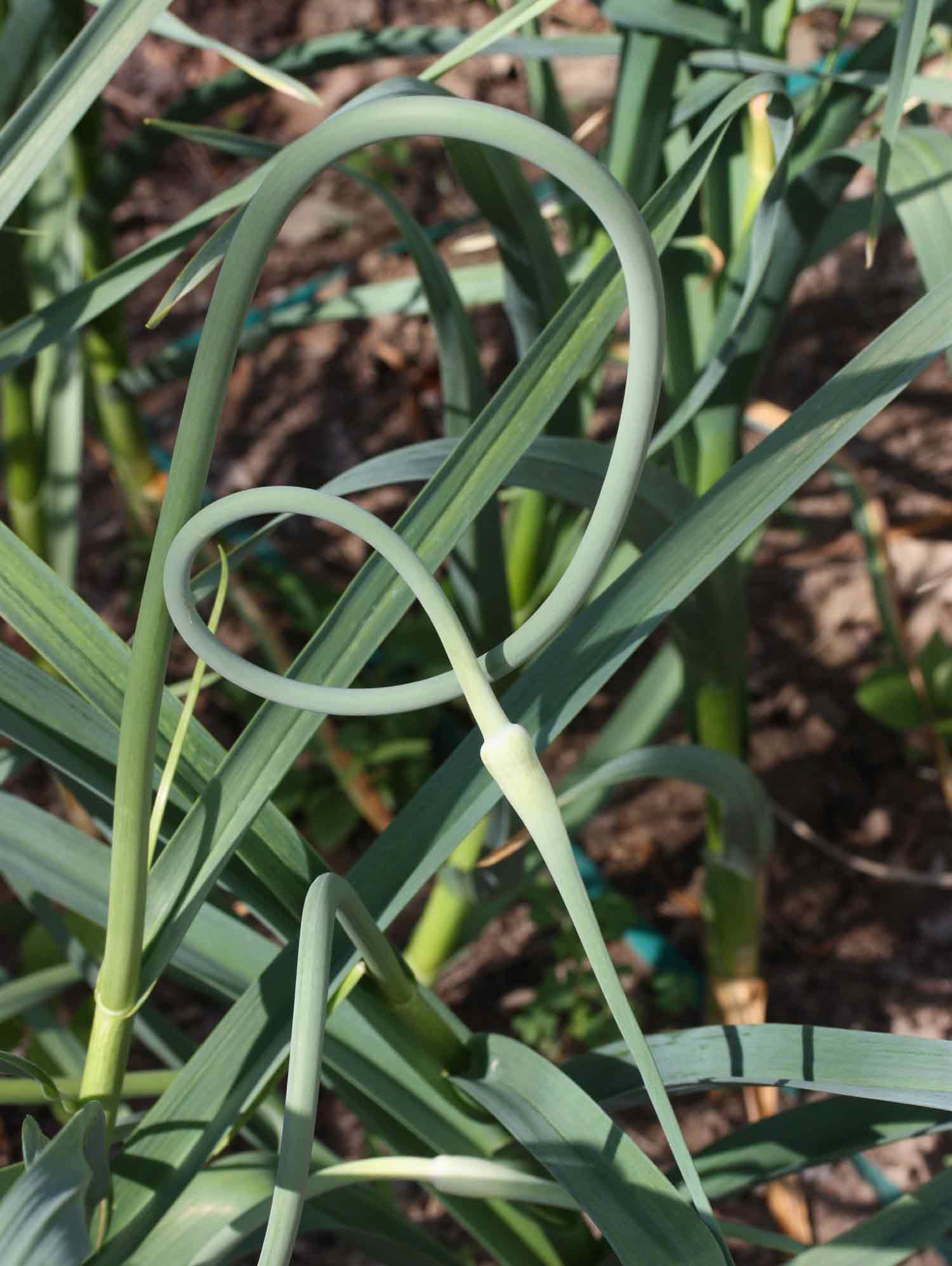 Close up of a garlic scape in the garlic garden.