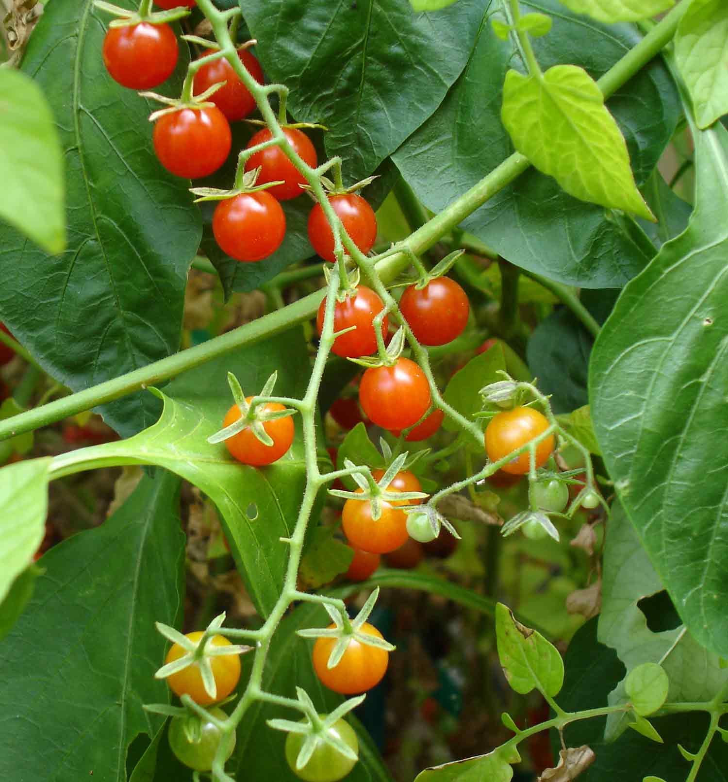 Matt's Wild Cherry tomatoes on the vine.