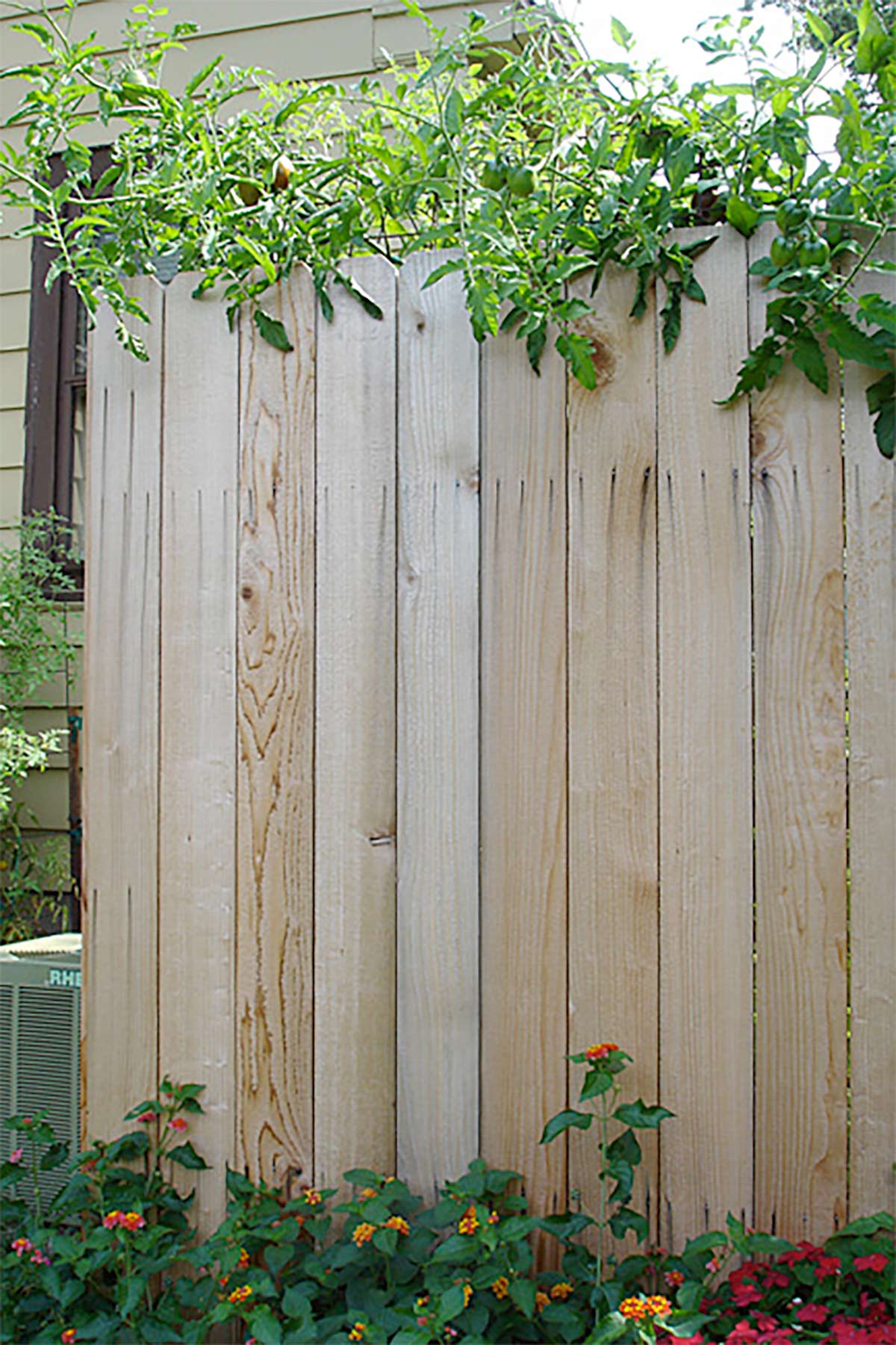 Tomato plants growing up and over a tall privacy fence.