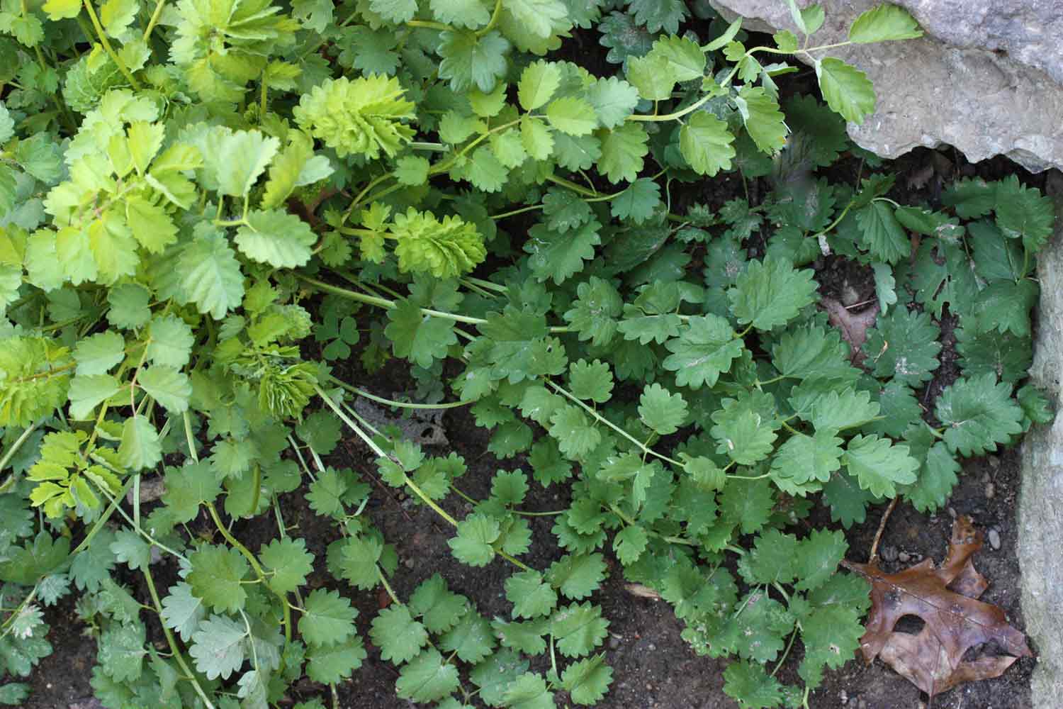 View of a salad burnet plant from above.