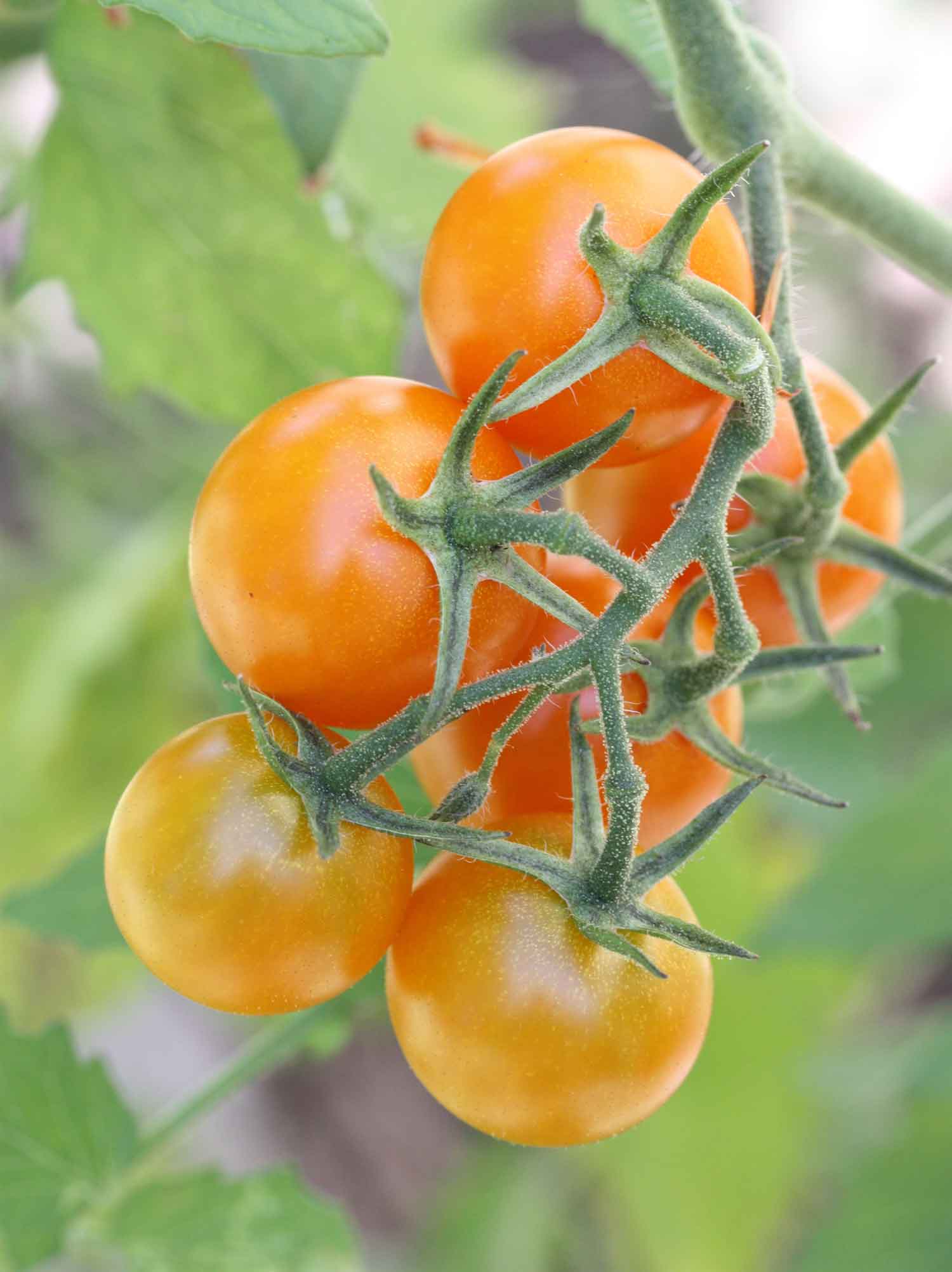 A truss of ripening Sun Gold cherry tomatoes