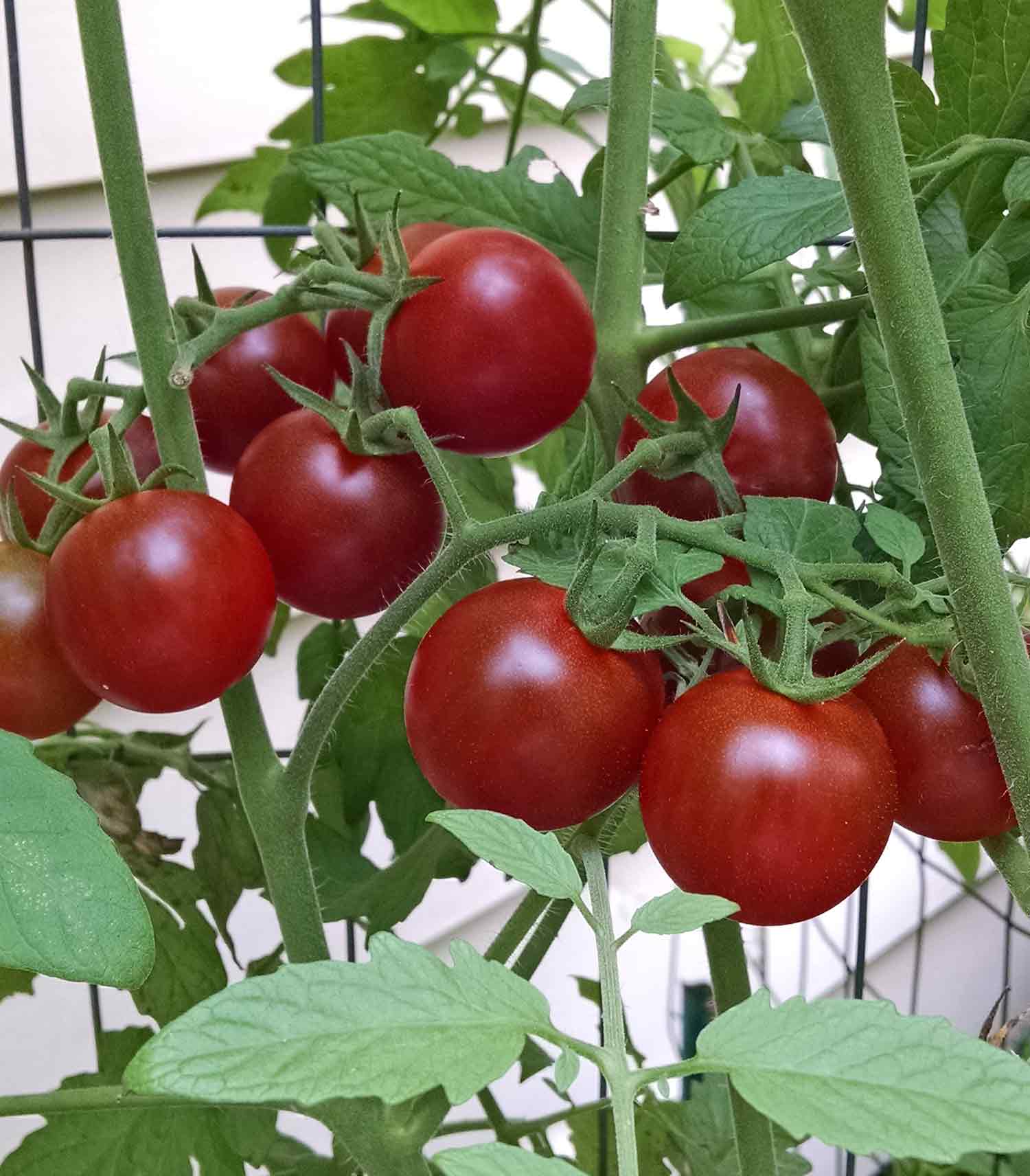 Super Sweet 100 Cherry Tomatoes, ripe and ready to pick from the vine.