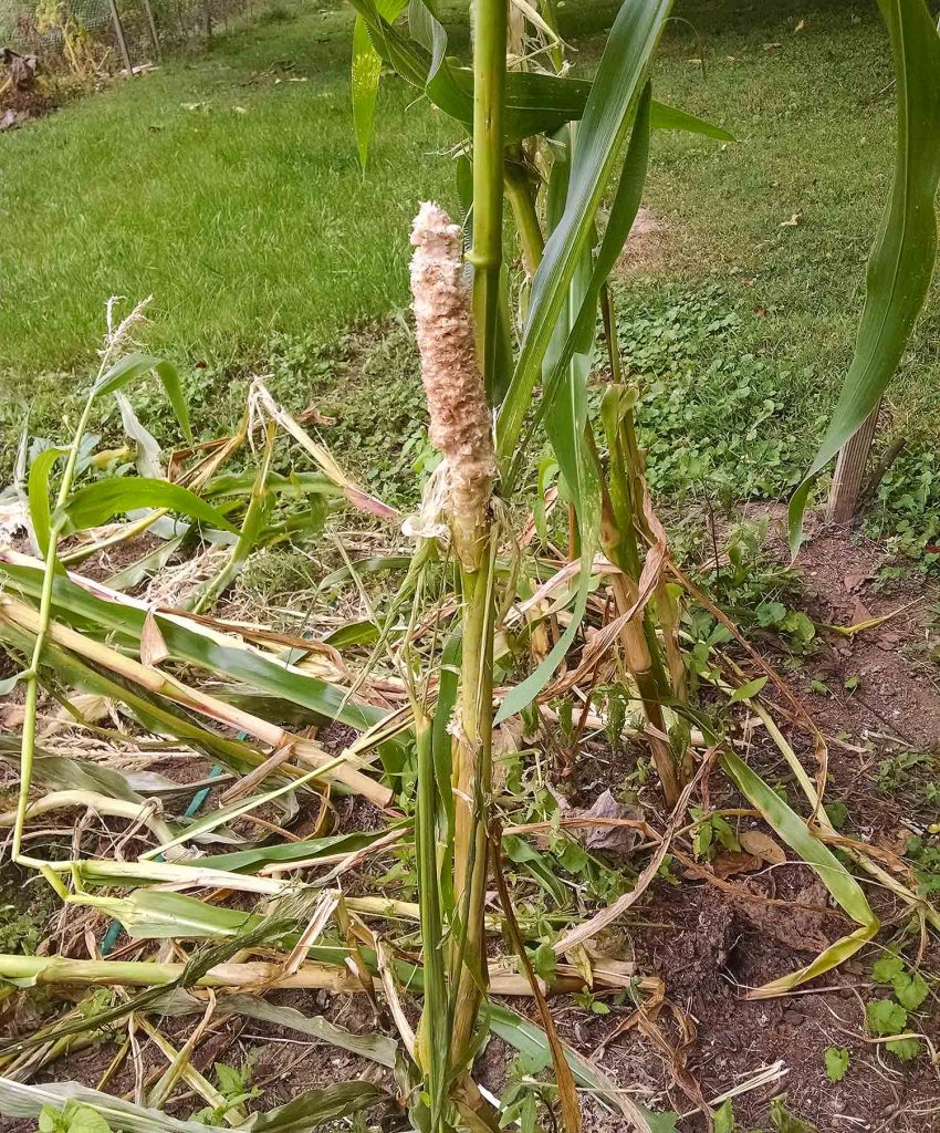 A stand of corn demolished by raccoons, who left a single stalk behind with a fully eaten of corn on it.