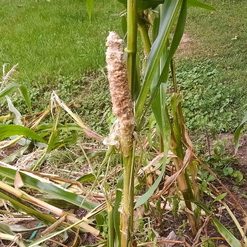 Ear of corn, still on the stalk, stripped of its kernels by a raccoon.