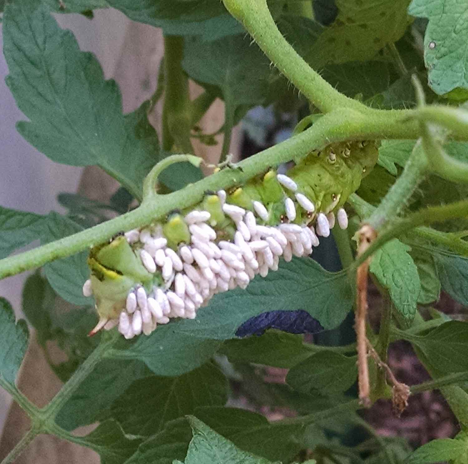 Tomato hornworm covered with the eggs of a braconid wasp.