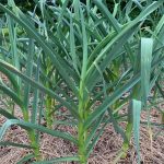 Pinterest image for growing garlic featuring a vibrant garlic plant