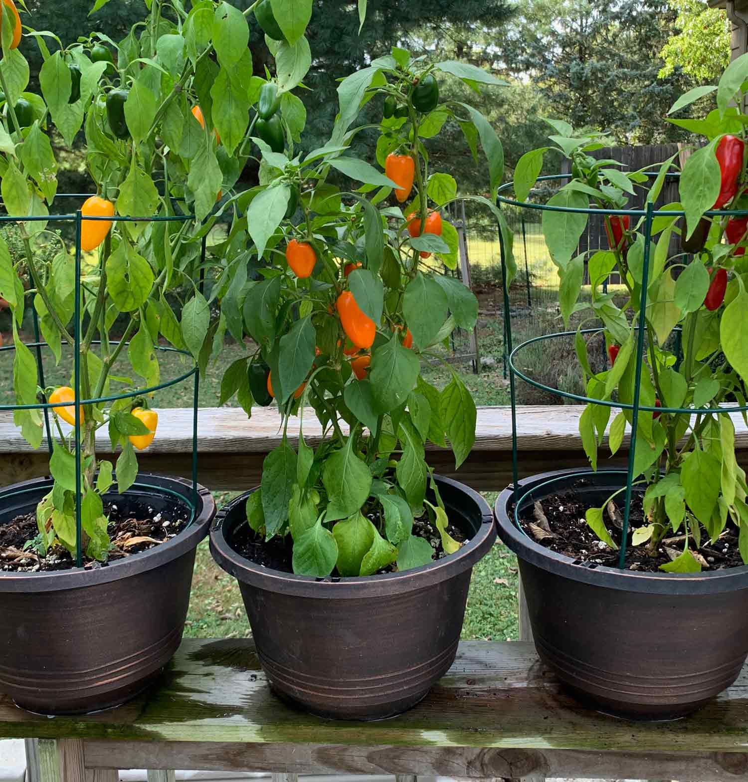Three mini bell pepper plants in pots.