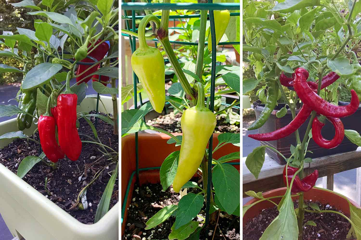 A trio of chile peppers growing in pots in container gardening.
