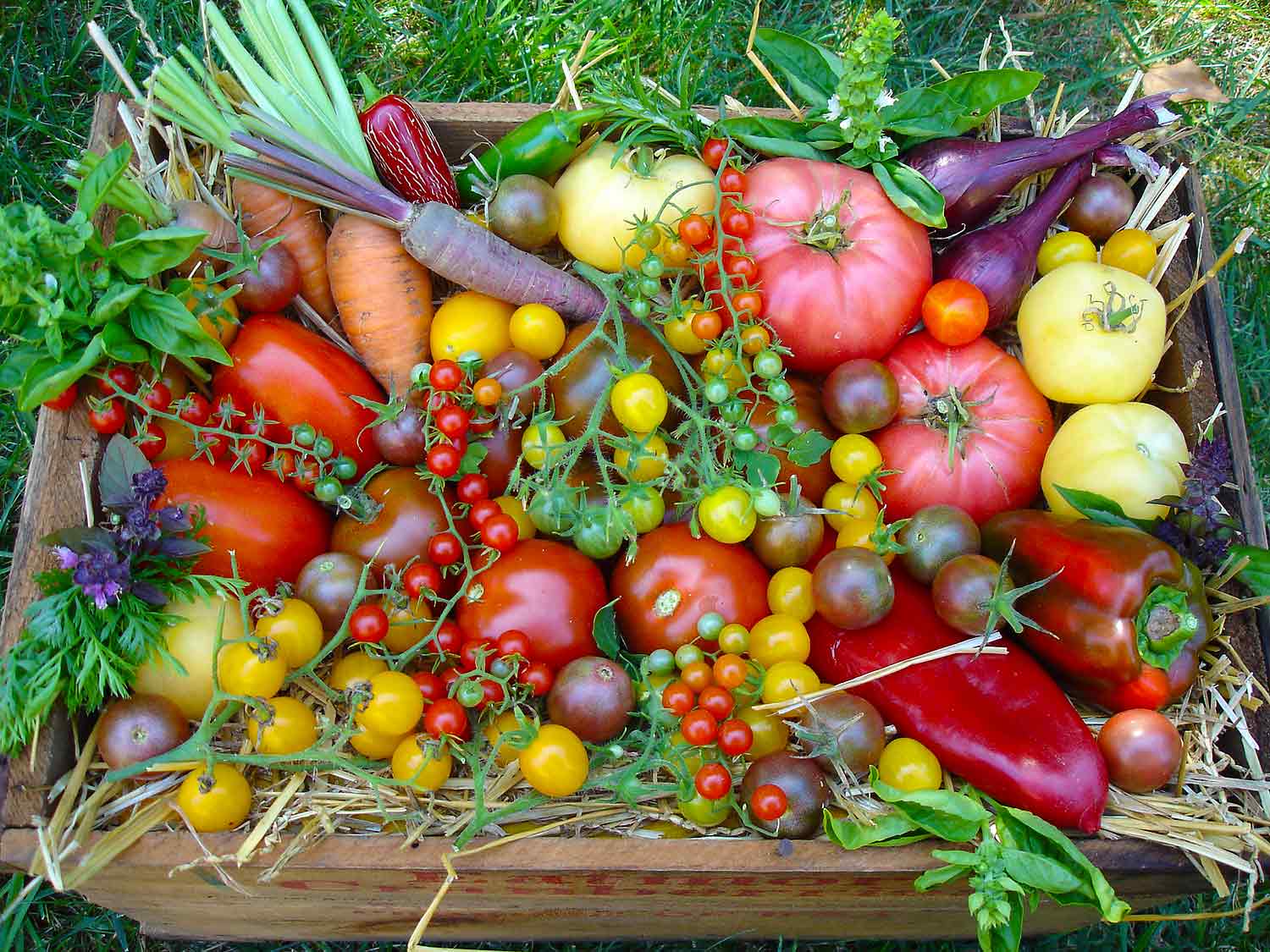 A wooden box filled with freshly harvested tomatoes, peppers, carrots, onions, and herb.