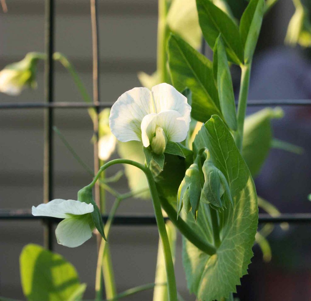 Sugar Snap Peas How to Plant and Grow