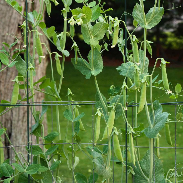 Sugar Snap Peas growing tall on the vine.