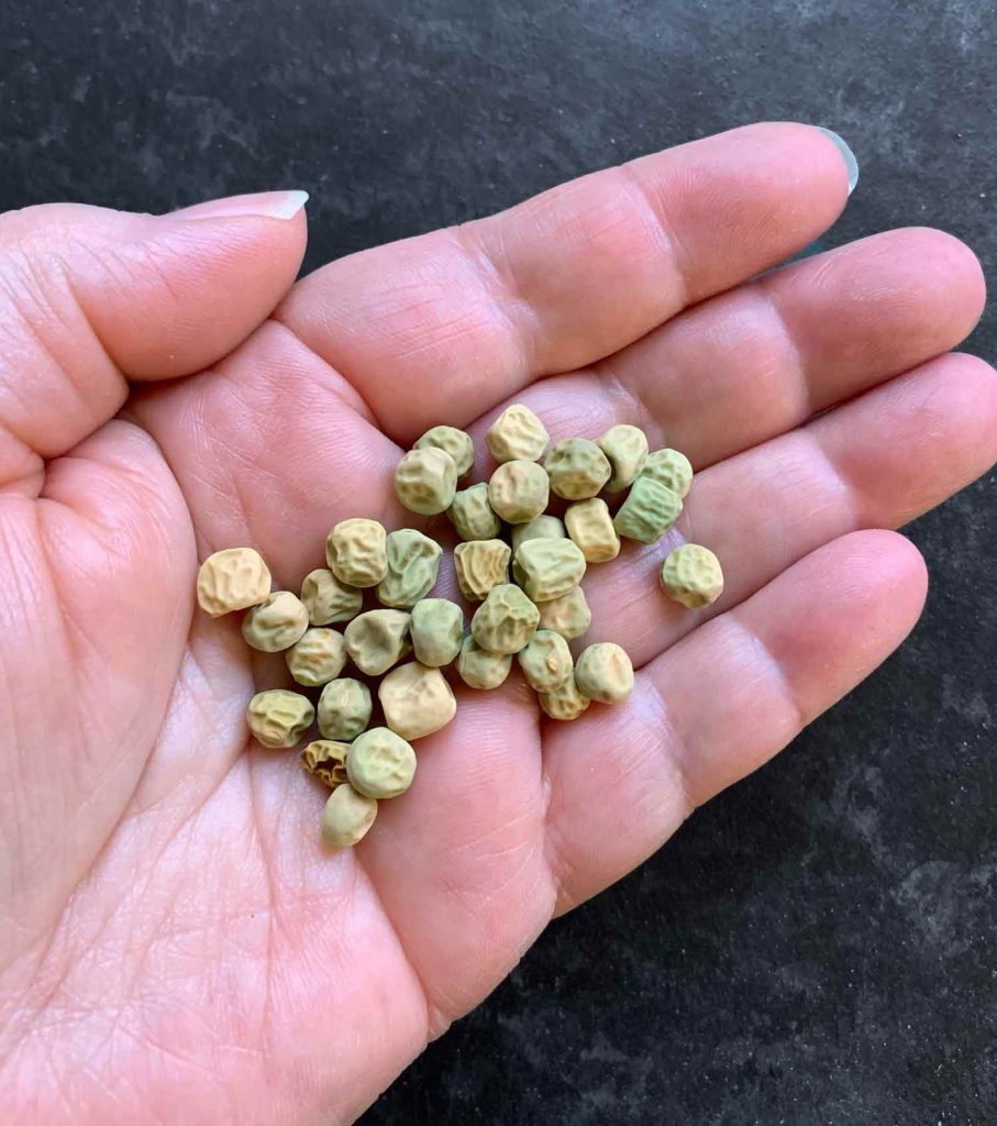 Sugar Snap Peas How to Plant and Grow