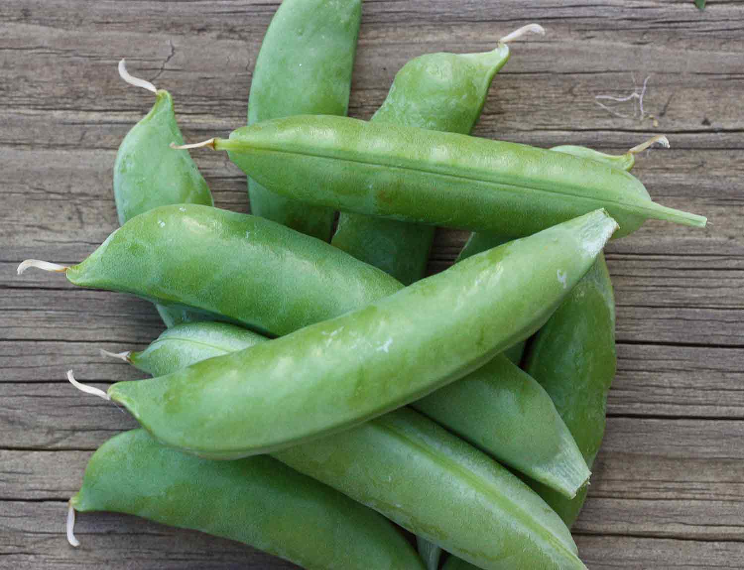 Sugar Snap Peas How To Plant And Grow SproutedGarden