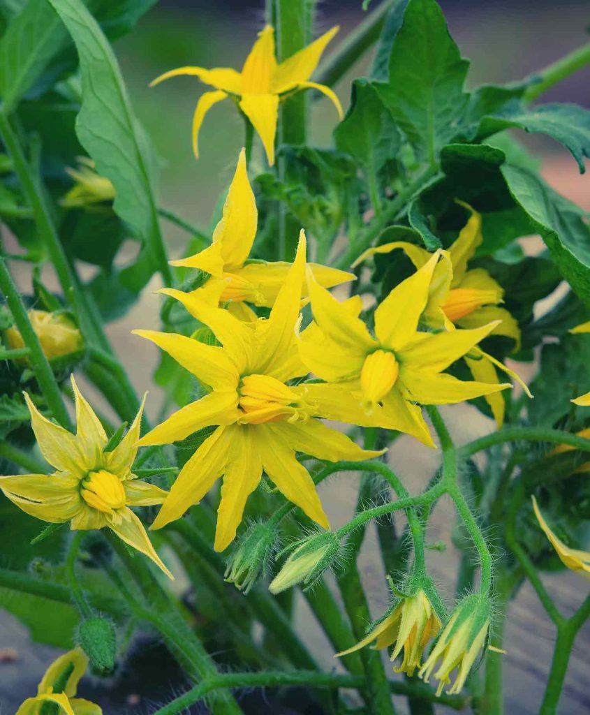 Are Tomatoes Self-Pollinating? - SproutedGarden.com