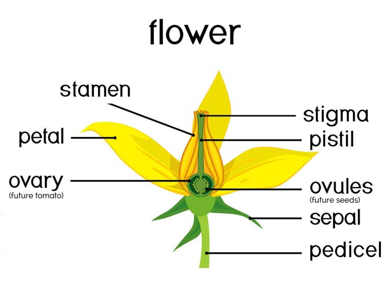 Are Tomatoes SelfPollinating?