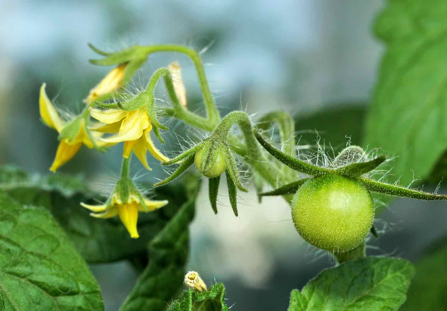 Tomato flowers and young fruit on a branch.