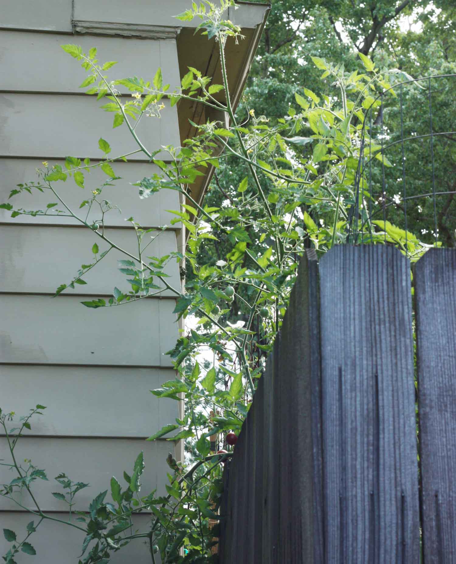 The long vines of a cherry tomato plant scaling up a wooden fence.