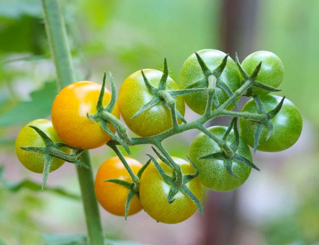 Determinate vs. Indeterminate Tomato Plants