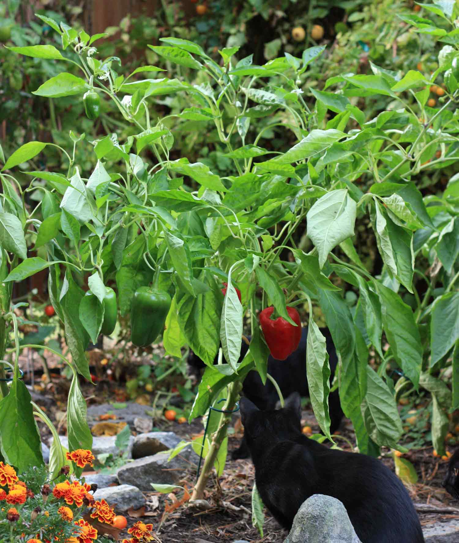 Bell pepper plants with green and red bell peppers.