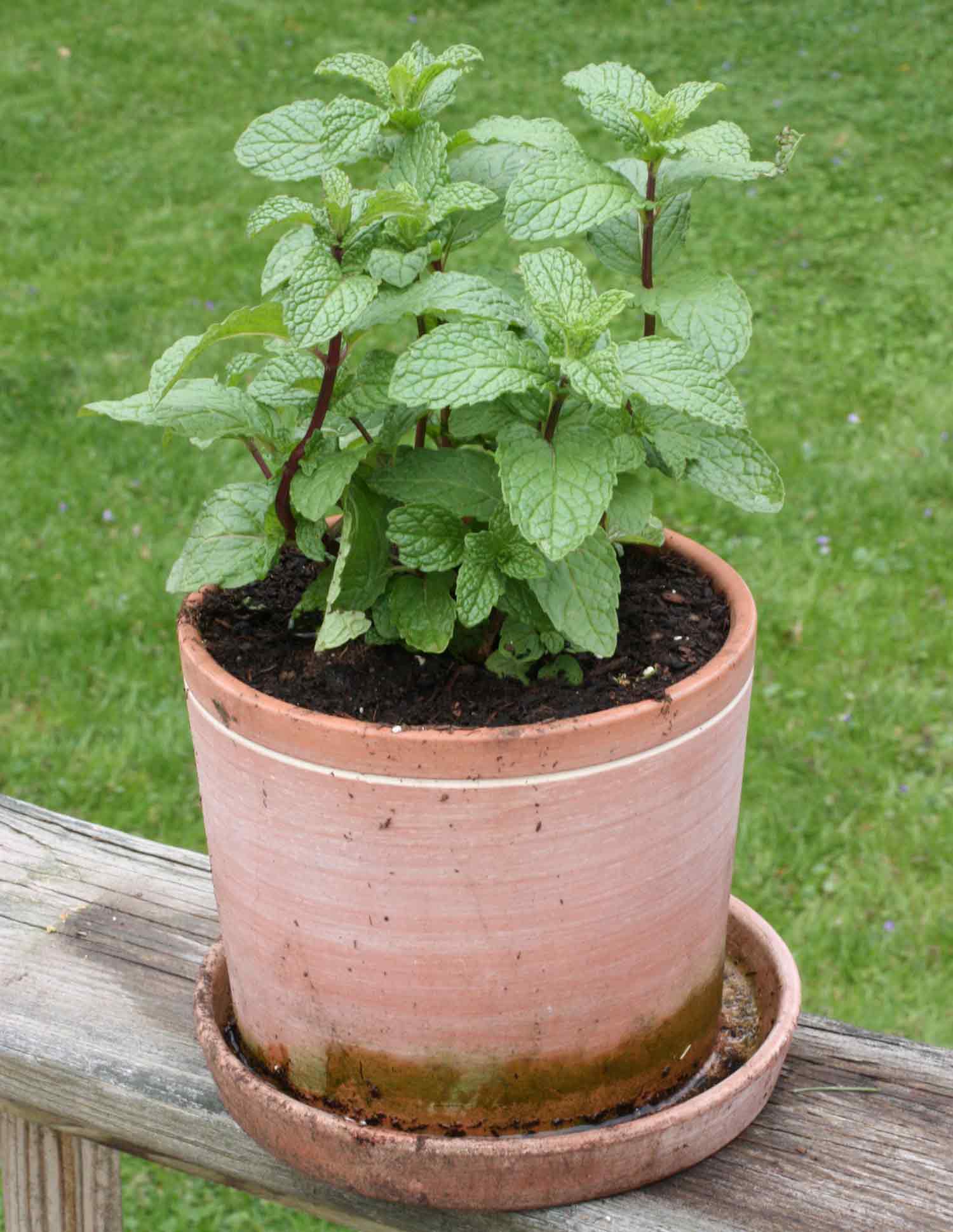 Spearmint growing in a pot.