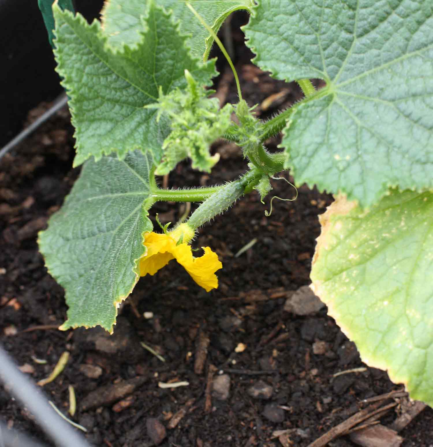 Tiny cucumber on plant with flower still attached.