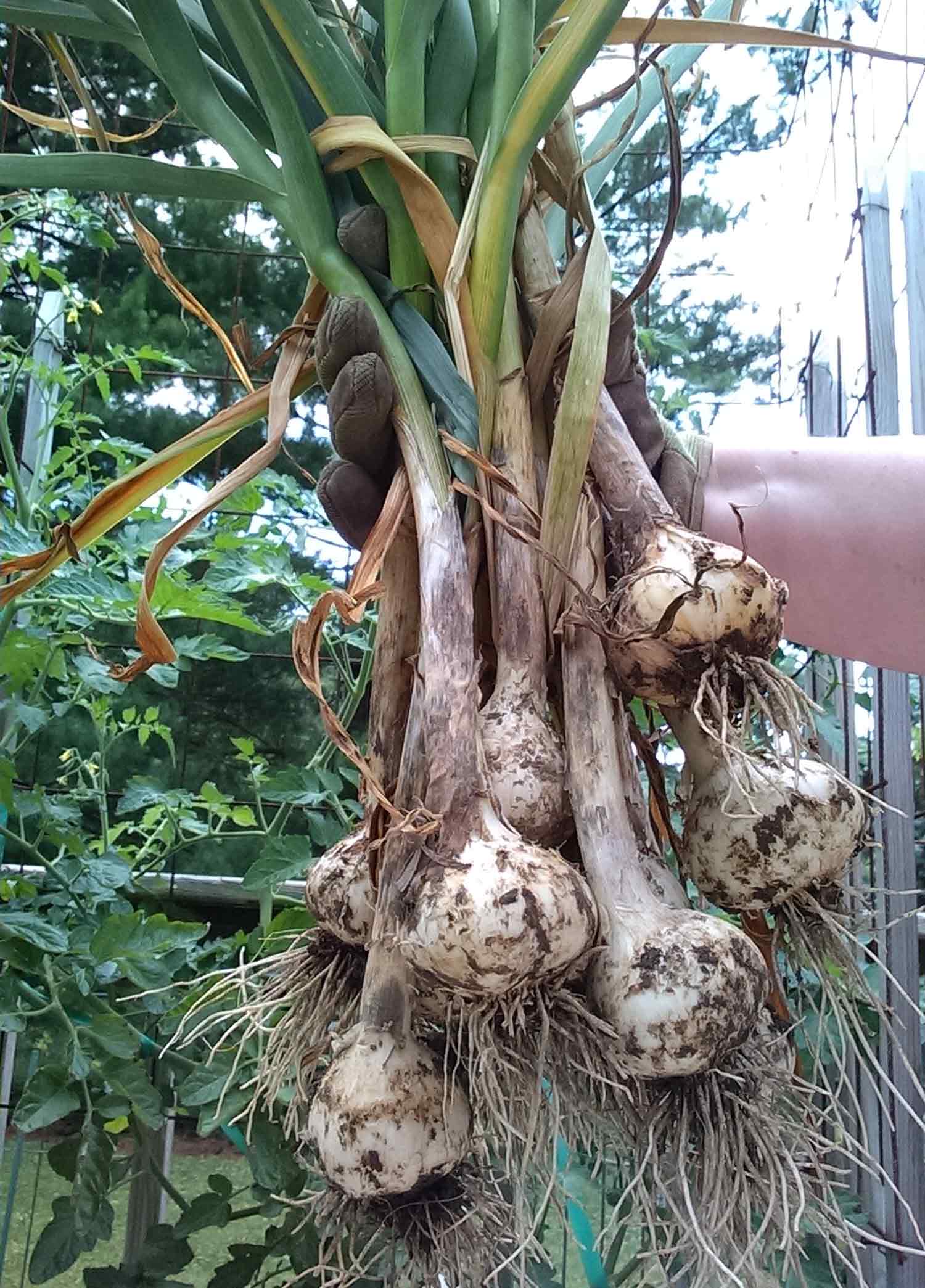 Freshly harvested garlic.