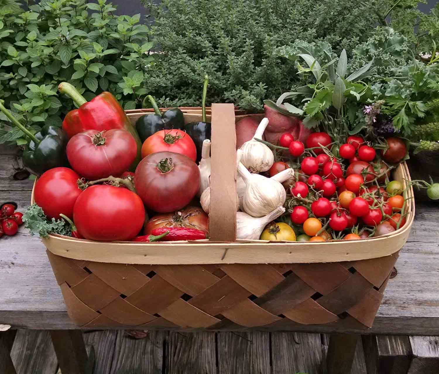 Basket of freshly harvested homegrown vegetables.