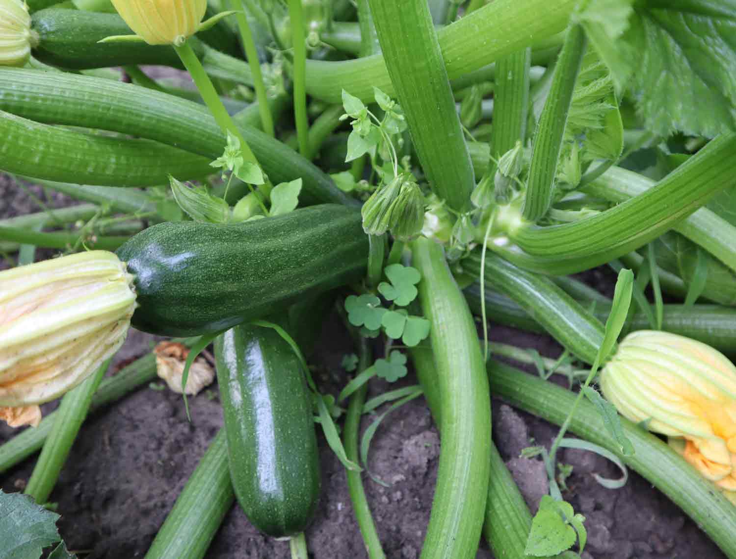 Zucchini growing at the base of a zucchini plant.