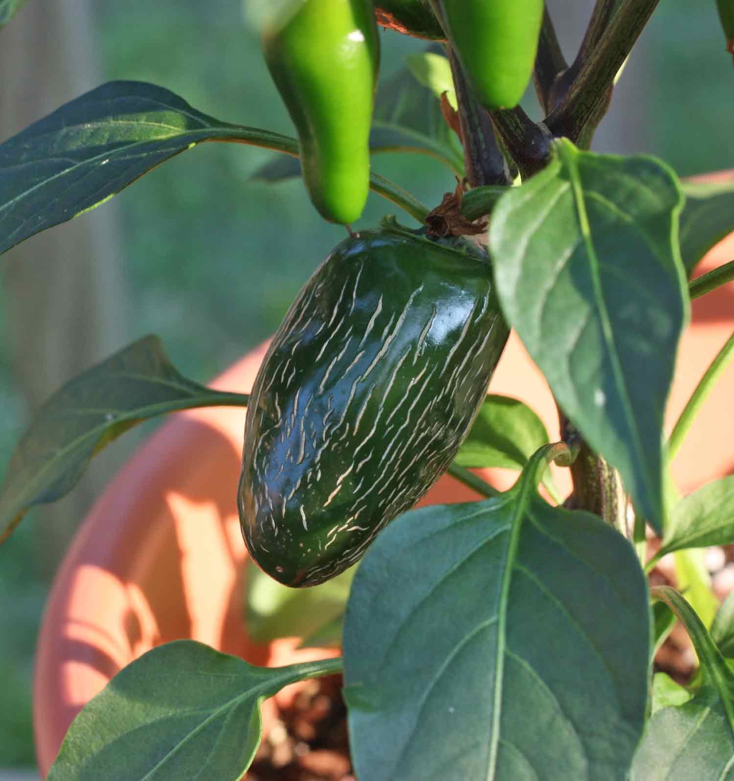 Green jalapeno pepper with striations.