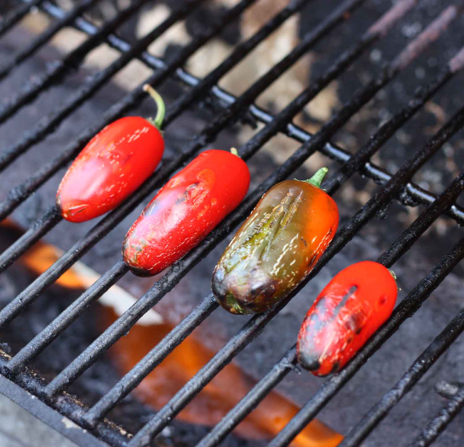 Jalapeno peppers roasting on the grill.