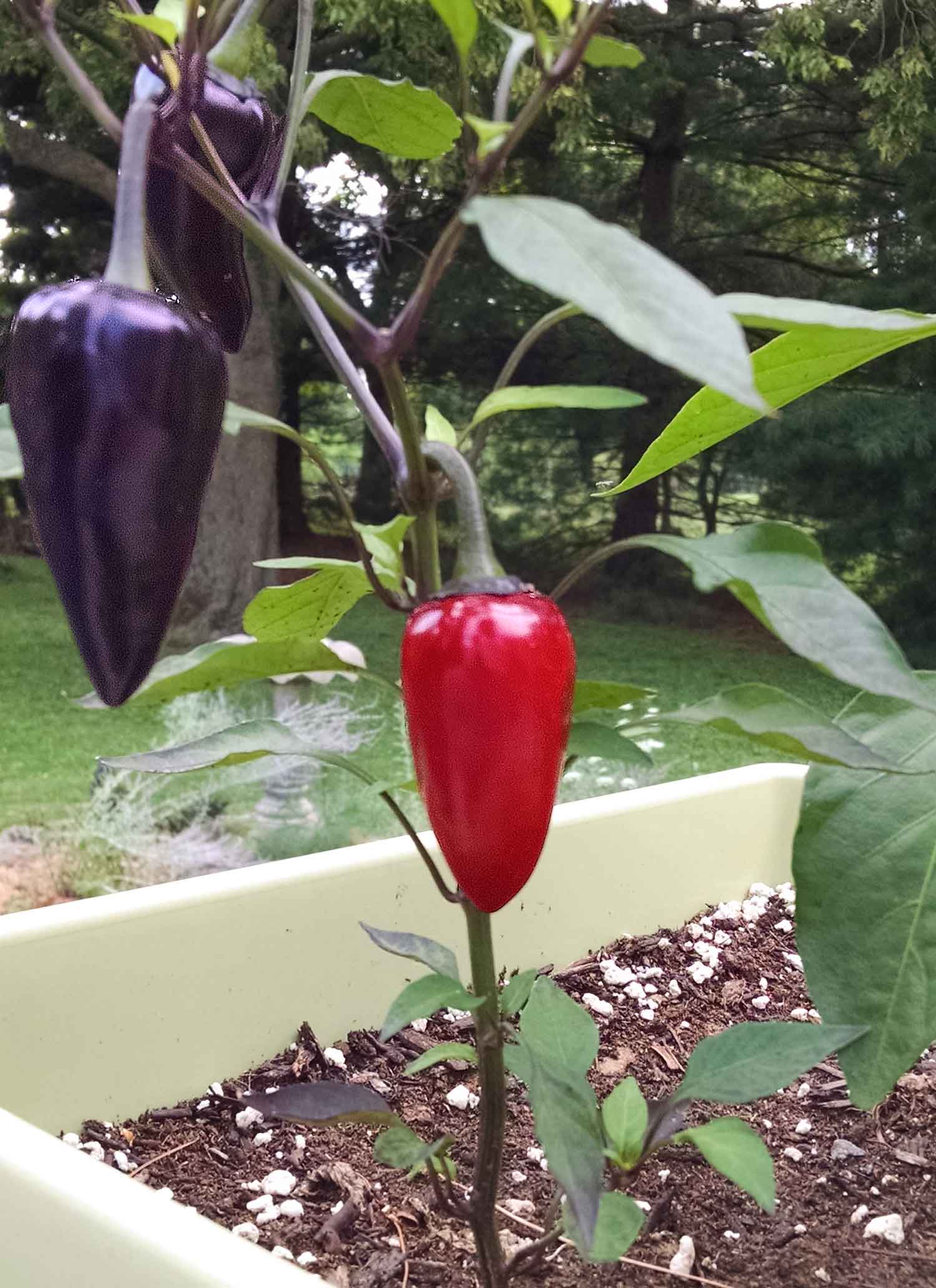 Purple jalapeno pepper plant with two purple jalapenos and one red jalapeno.