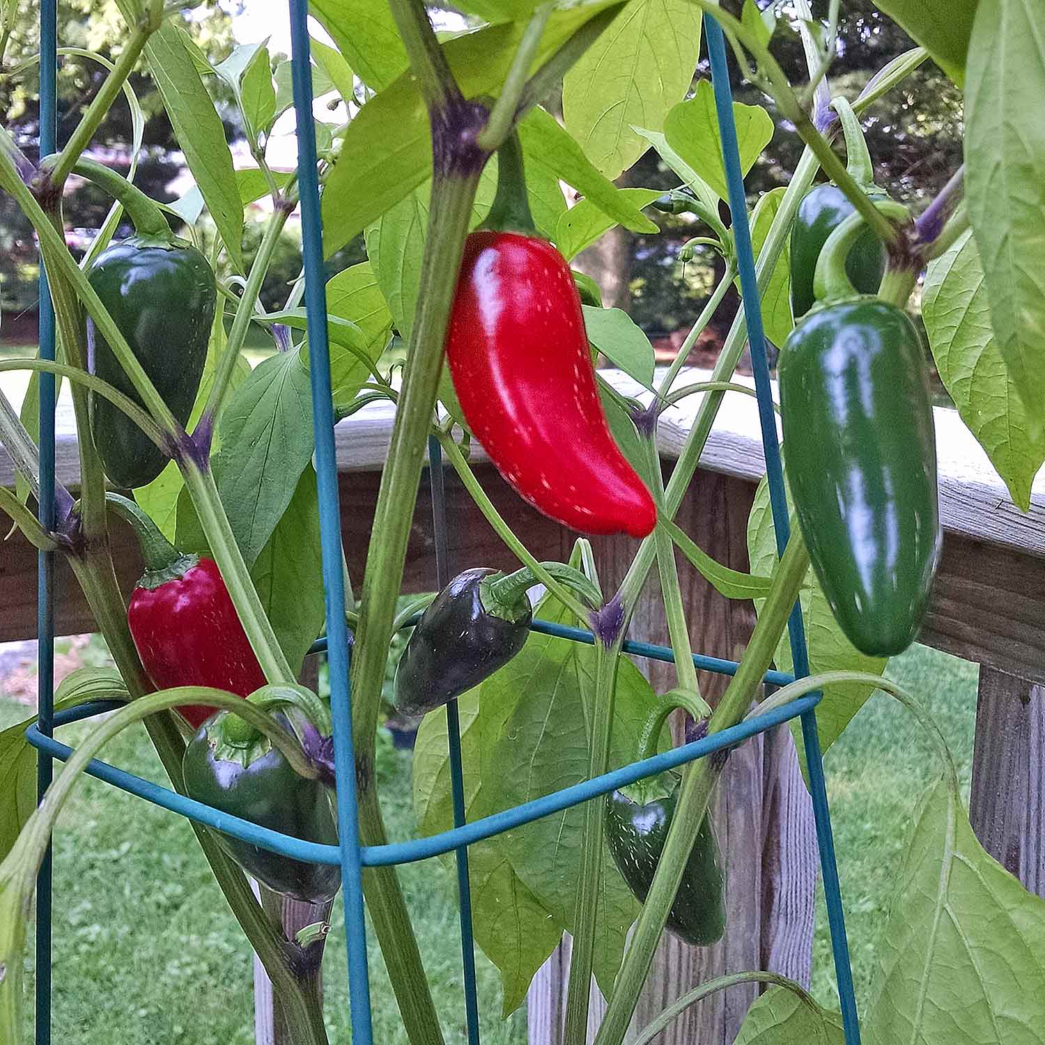 Red and green jalapeno peppers on the plant.