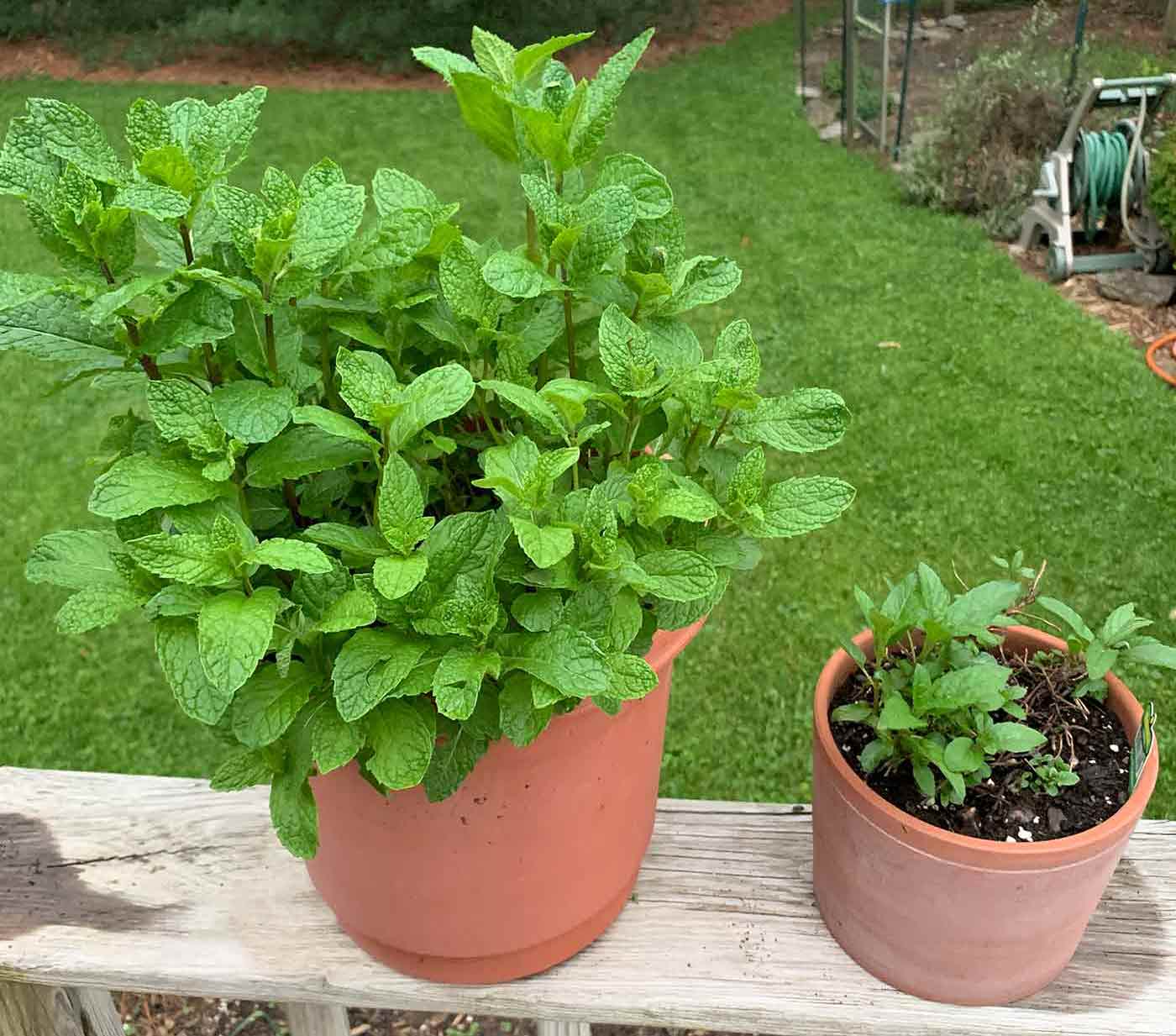 Spearmint and peppermint plants in pots growing in early summer.