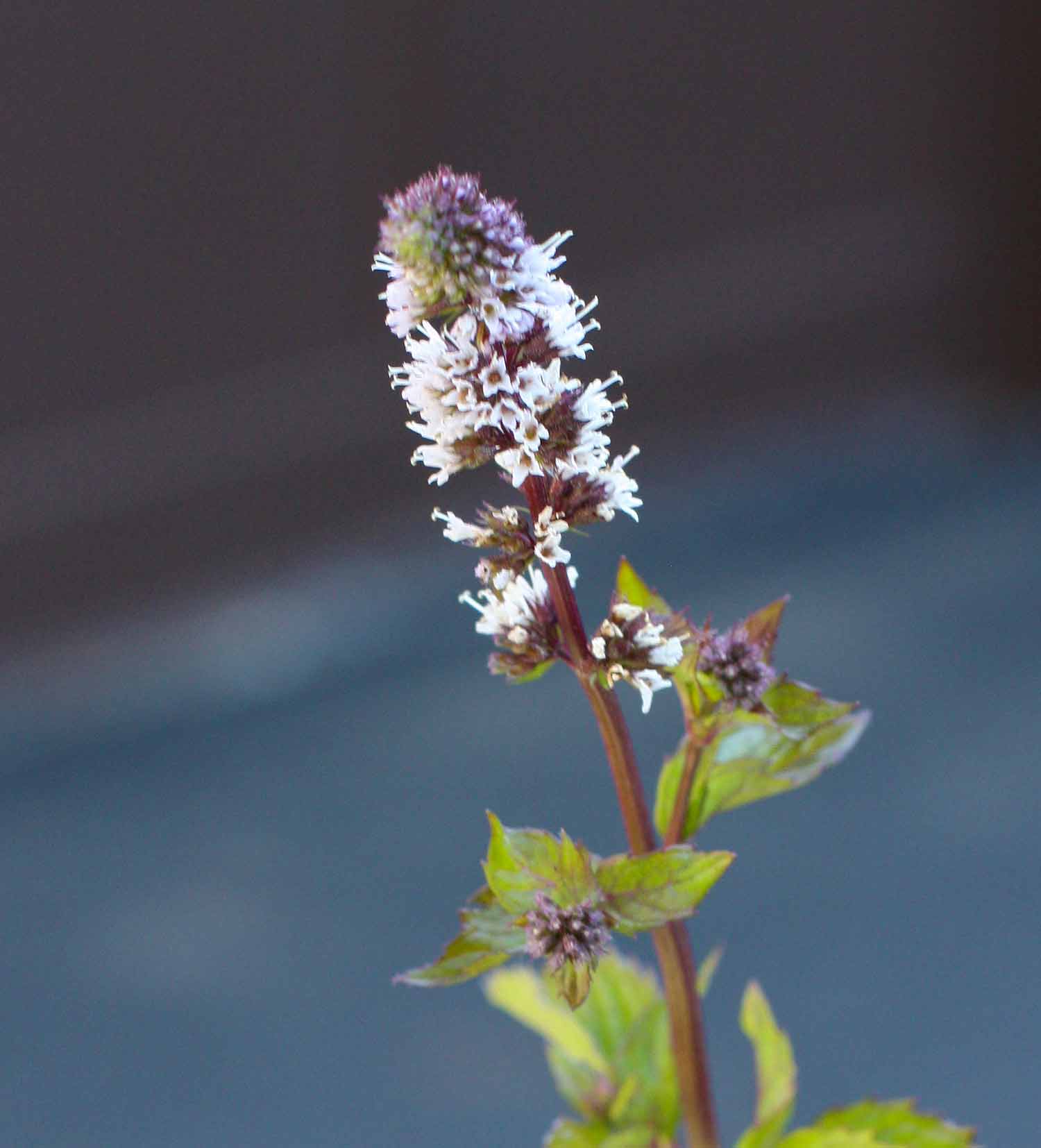 Close-up of a flower on a peppermint plant, with small white blooms and purple leaves.