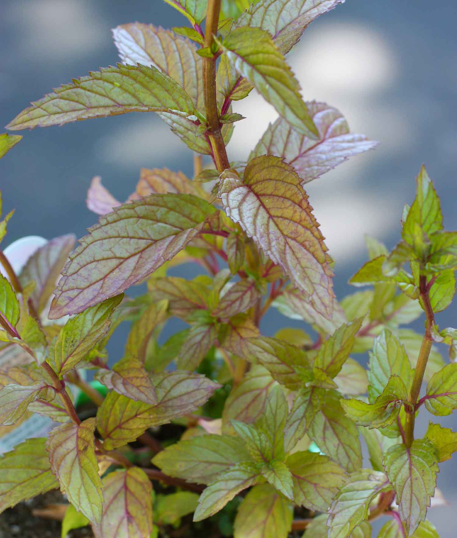 Close-up of a young peppermint plant.