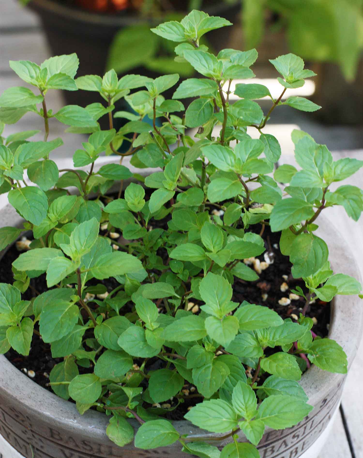 Ginger mint in a pot.