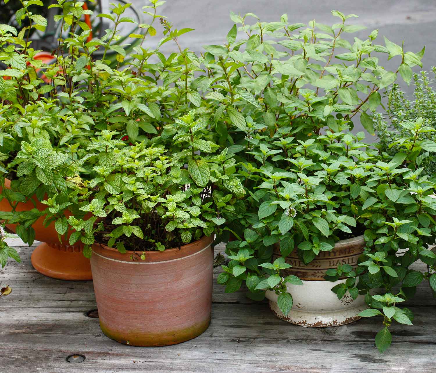 Mint varieties in pots on a potting bench.