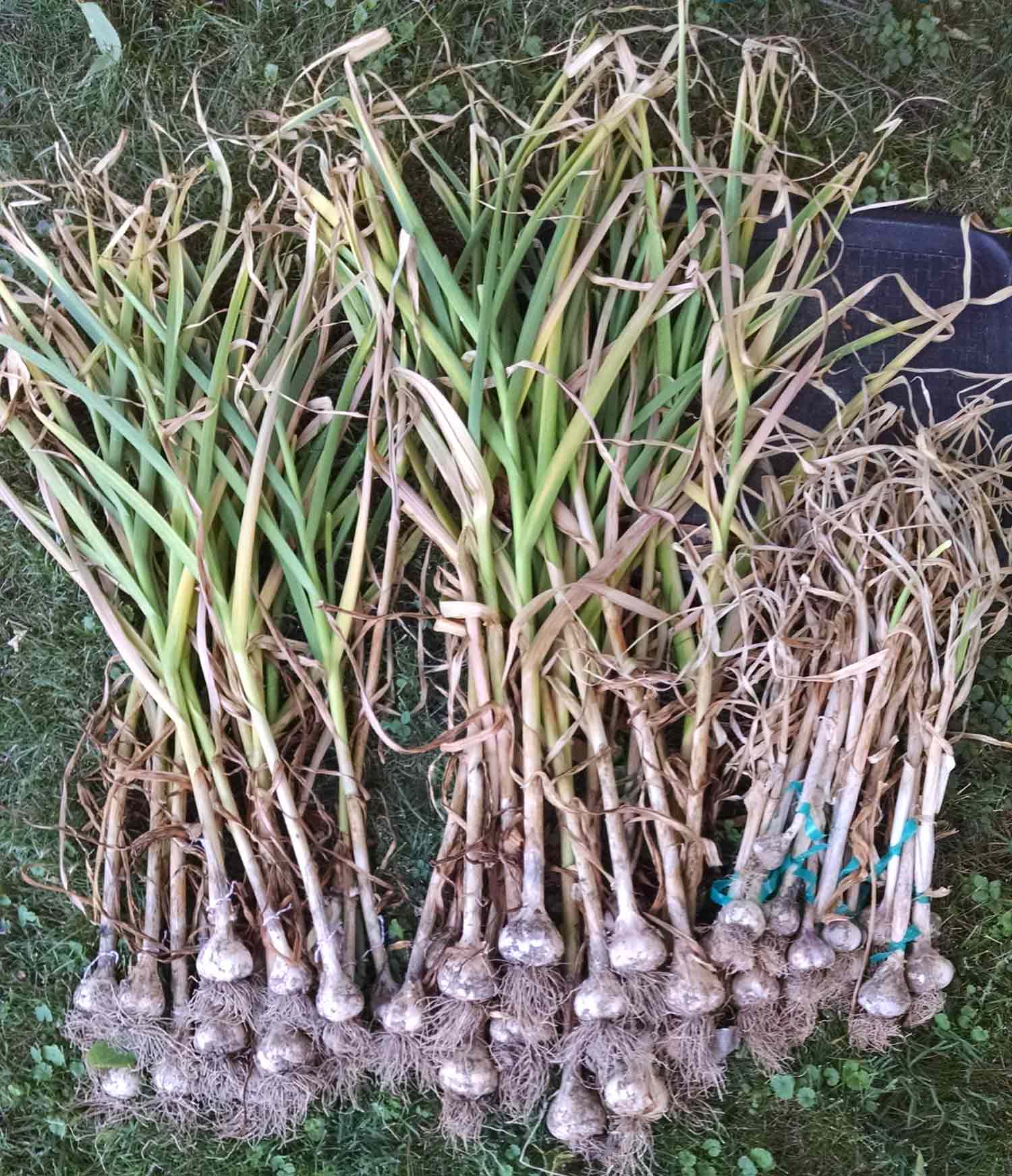 Garlic plants waiting to be cured.