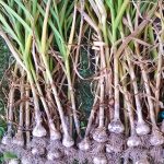 Pinterest pin for an article about how to harvest and cure garlic.