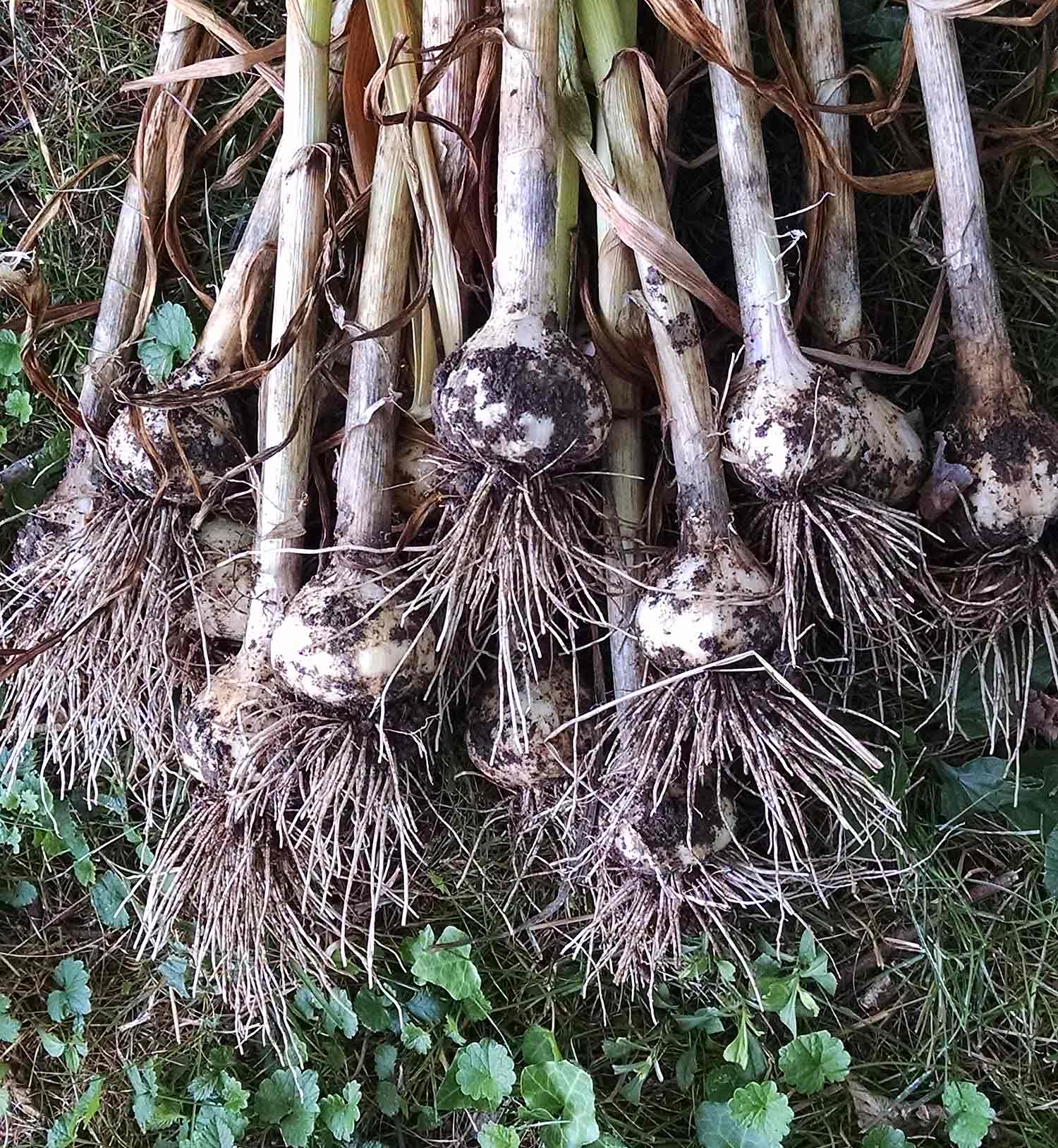 Newly harvested garlic bulbs with their large root systems.