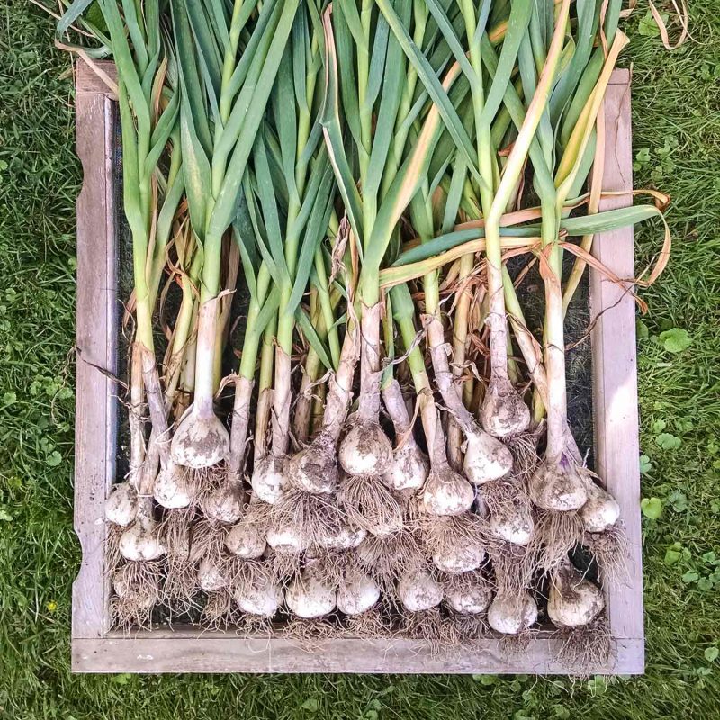 Newly harvested garlic curing on an old window screen.