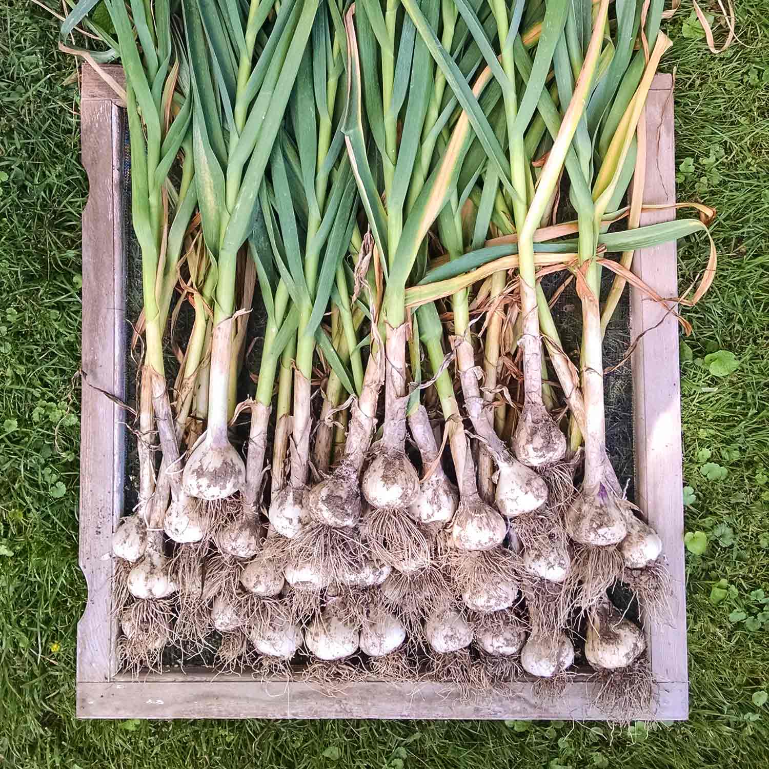 Garlic plants curing on an old window screen.