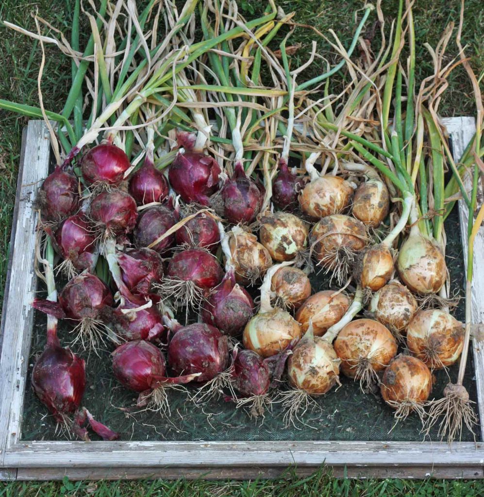 Red and sweet onion plants spread out and curing on a large window screen.