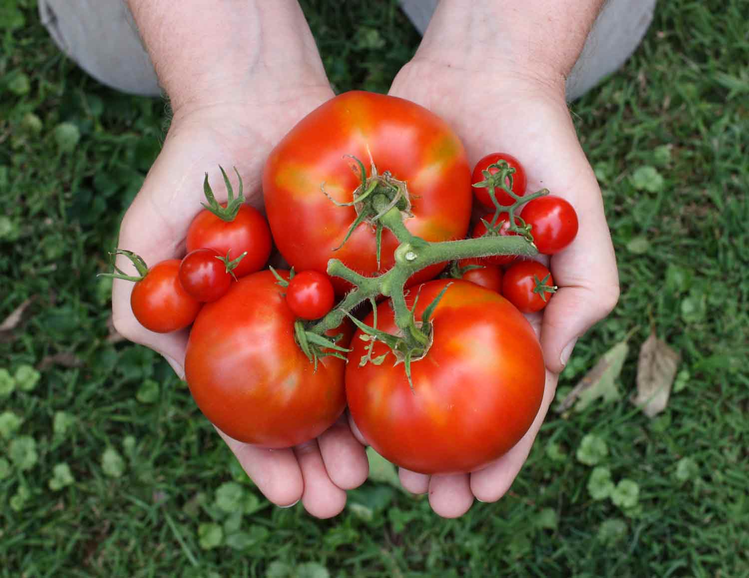 A pair of hands holding newly harvest tomatoes.