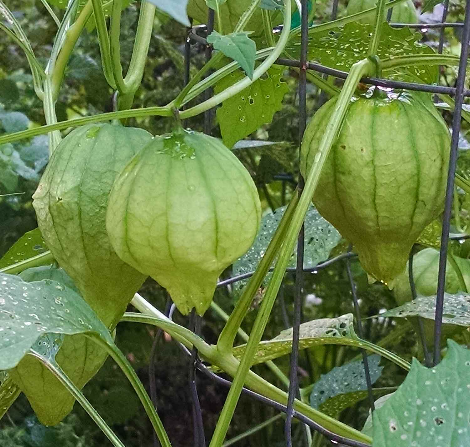 Tomatillos growing on the plant.