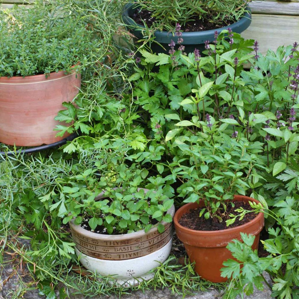 Herbs growing in containers and planted in the ground.